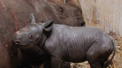 В Магдебурском зоопарке впервые показали младенца-носорога редкого вида: фото
