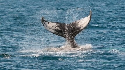 И китов можно взвесить: ученые нашли способ измерения массы самых больших морских обитателей