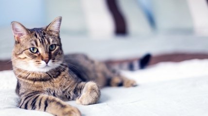 ФОТОпозитив: если бы коты могли писать смс