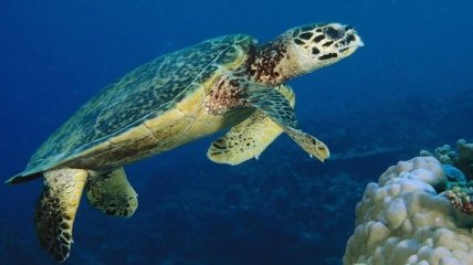 Человек виновен в эпидемии герпеса у морских черепах