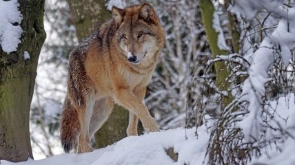 В Германии наблюдается рост численности волков