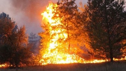 Лісові пожежі дісталися до лісів під Києвом (відео, карта)