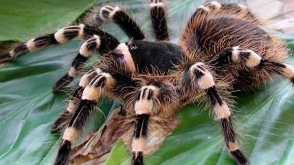 Найдены 3 новых вида тарантулов