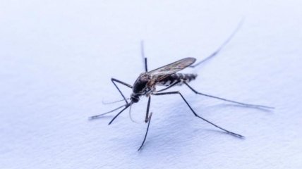Комары – извечная проблема в жаркое время
