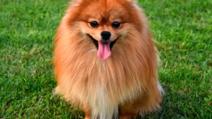 Померанські шпіци відомі не тільки зовнішністю