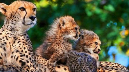 Популяция гепардов на Земле меньше предполагаемого в два раза