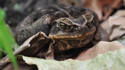 Ученые обнаружили лягушку, которая жила при динозаврах 