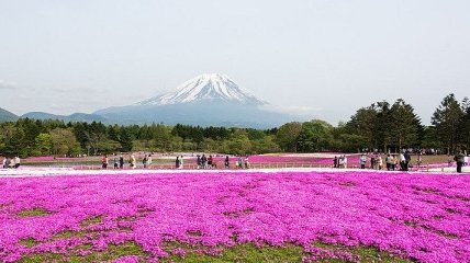 Жизнь в розовом цвете: фестиваль розового мха в Японии (Фото) 