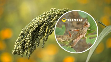 Саранча уже несколько недель атакует Украину