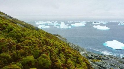 Ученые заявили об стремительном озеленении Антарктиды