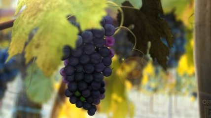 Как делать домашнее вино из винограда