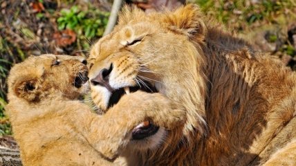В Тбилисском зоопарке львица принесла потомство