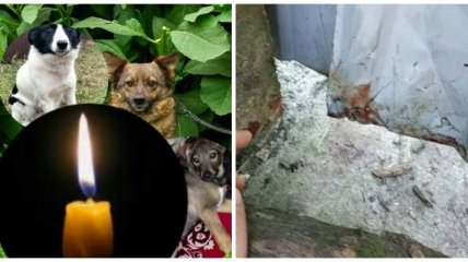В Жмеринке живодер расправился с собаками из приюта: детали происшествия
