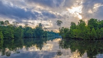 Поглотит океан: мангровые леса могут исчезнуть с лица Земли к 2050 году