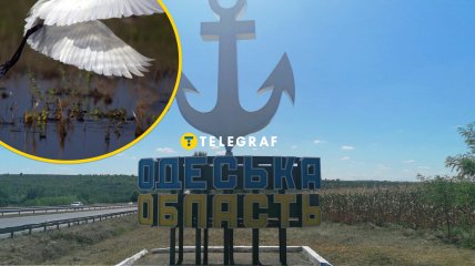 Рідкісного птаха вдалось сфотографувати на півдні України