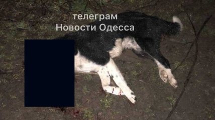 "Хотят замять": Одесчину переполошил живодер, убивающий собак (фото 18+)
