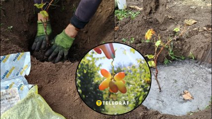 Правильна посадка винограду восени — запорука швидкого врожаю.