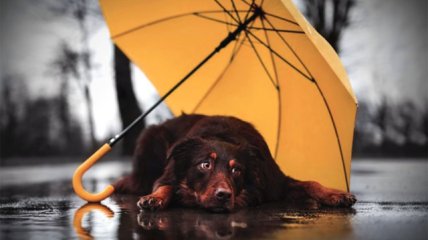 Парасольку ховати ще зарано