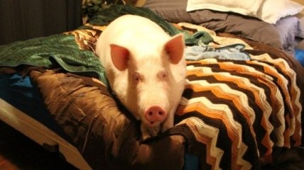 Эстер - 227-килограммовая "мини-свинья", которая живет в доме 
