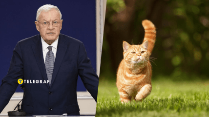 Украинцы шутят, что о таком коте мечтает каждый украинец