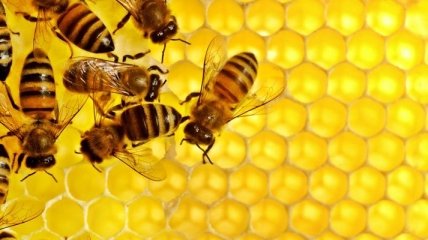 Ученые обнаружили древнейших пчеловодов