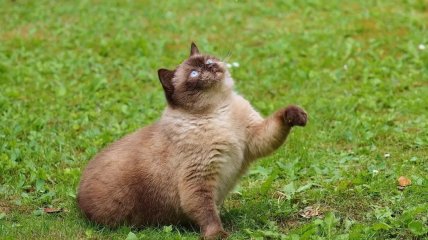 Приносить мишей і клацає зубами. ТОП-5 дивних речей, які роблять коти