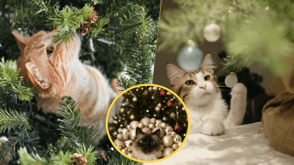 Коти люблять грати з ялинкою