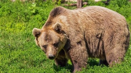 У вінницькому зоопарку ведмедів "переселили" у Карпати