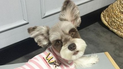 Фотогеничный шнауцер из Instagram, больше напоминающий игрушку, нежели живого пса (Фото) 