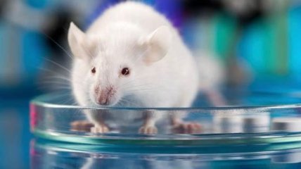 Ученые научились превращать мышей в кровожадных хищников