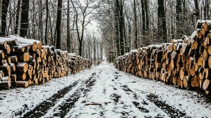 Збиток через незаконну вирубку лісів на Харківщині перевищив 350 млн грн