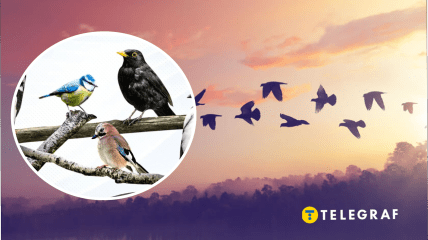 В Україні є птах, якого експериментально заселили з Польщі