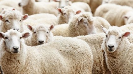 5 грабителей похитили 300 овец