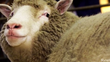 Создатель клона овечки Долли покончил с собой случайно
