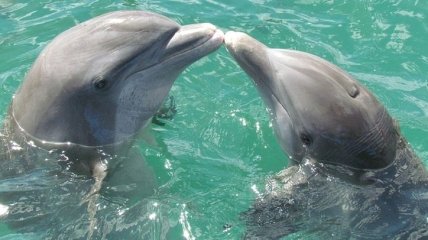 Водная тюрьма: 4 июля - Международный день дельфинов-пленников