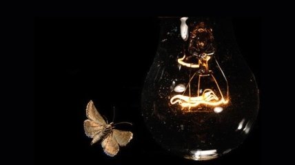 Ученые: какие лампочки больше всего привлекают внимание насекомых
