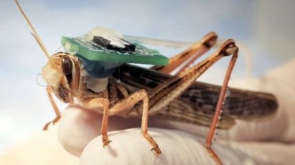 Из саранчи сделали миноискатель: смогут ли насекомые-киборги заменить саперов 