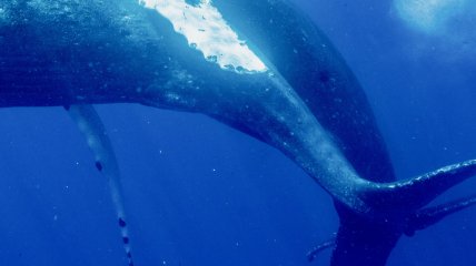 Однополая любовь китов