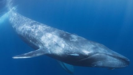 Ученые сделали необычное открытие о китах