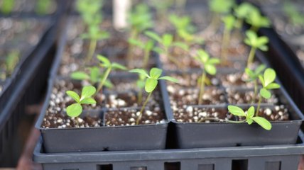 Що садять на розсаду у січні