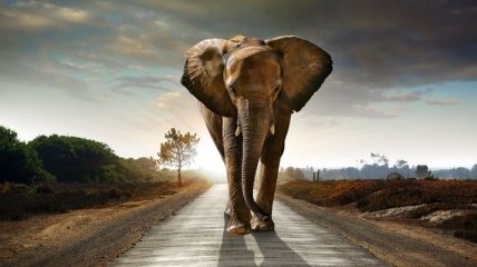 Ученые сделали сенсационное заявление о слонах