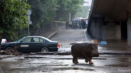 Зоопарк в Тбилиси прекратил поиск животных