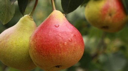 Самые полезные плоды в начале осени (Фото)