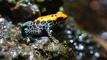 Происхождение гибридов колумбийских ядовитых лягушек было выявлено учеными