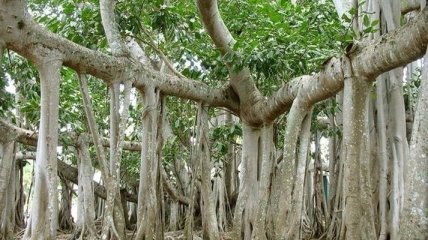 Чудеса природы: уникальное дерево, которое имеет множество стволов (Фото)