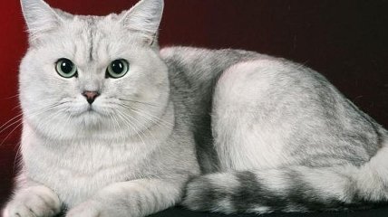 Ученые считают, что кошка одновременно владеет пятью личностями