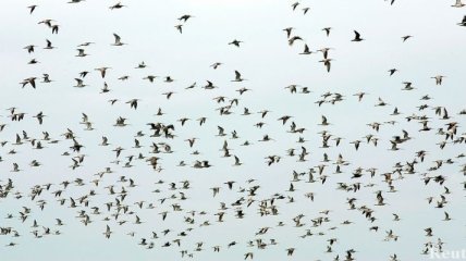 Перелетных птиц из Японии проверят на радиацию