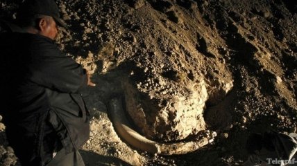 Алтайские ученые нашли бивень мамонта длиной более 2 метров
