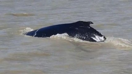 "Поворот не туда" по-австралийски: группа горбатых китов заплыла в кишащую крокодилами реку