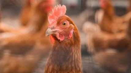 Імпорт курятини в Україні скоротили на 30%